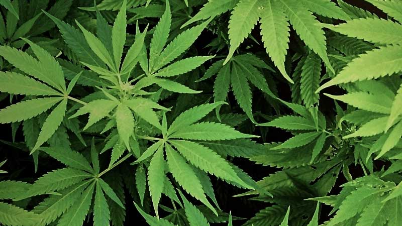 Man caught selling drugs to UAE students