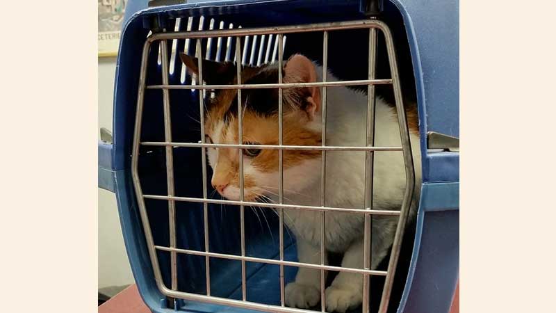 UAE issues new rules on pet importation