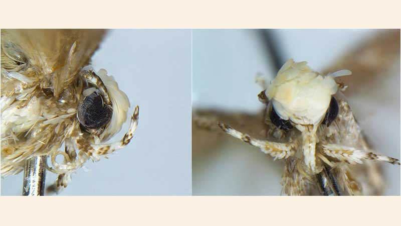 Newly-discovered moth named after Trump