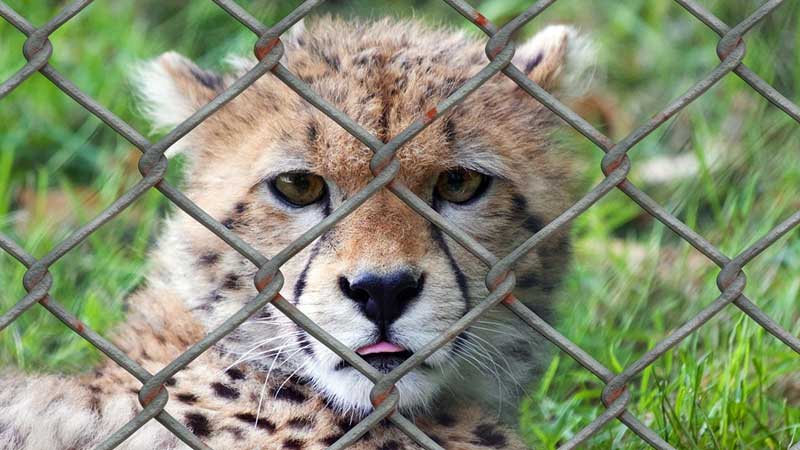 Possession, trading of wild animals in UAE now banned