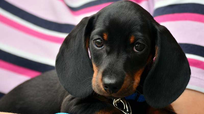 2 pet shops closed for failing to renew biz license