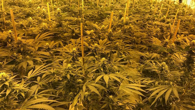 US$1.2M worth of marijuana plants found inside UK nuclear bunker