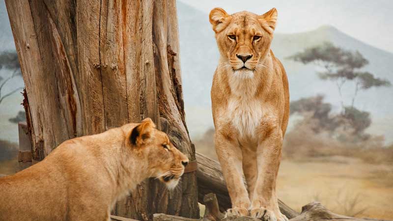 Opening of Dubai Safari Park set this year