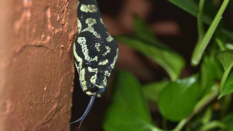 Python kills Indonesian man, swallows him whole
