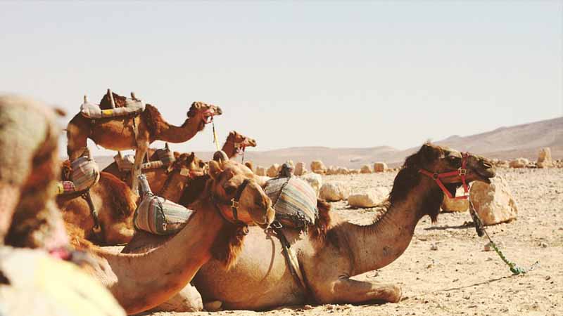 Sheikh Zayed camel racetrack opens in Morocco