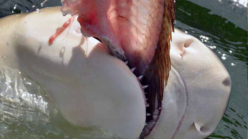 Shark attacks fisherman off Khor Fakkan