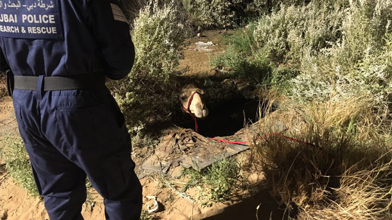 Watch: Camel trapped in water-filled Dubai hole rescued