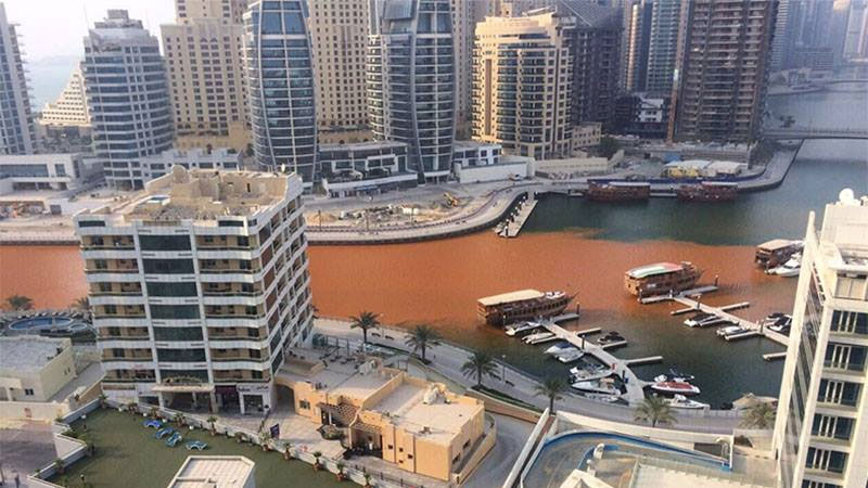 Dubai Marina water turns orange. Why?