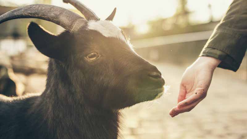 Goat eats 66T worth of Rupee bills of Indian farmer