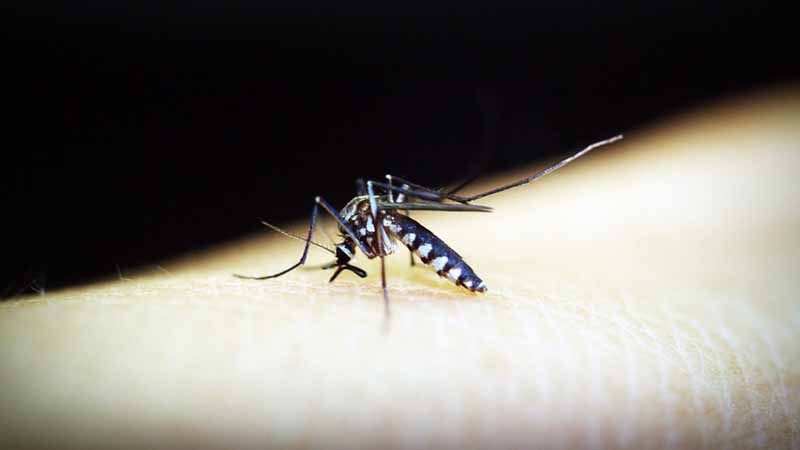 Hundreds dead in dengue outbreak in Sri Lanka