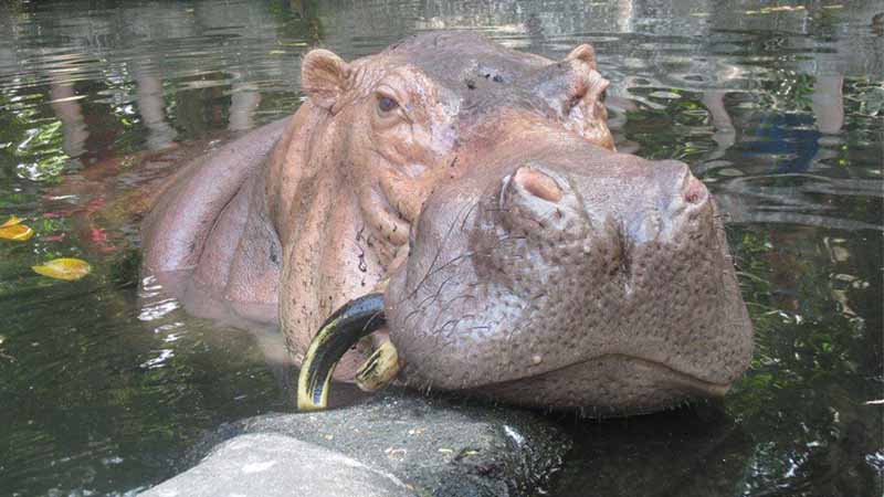 World oldest hippo in captivity dies