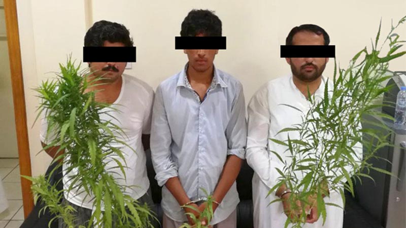 Trio arrested for planting marijuana in Ajman farm