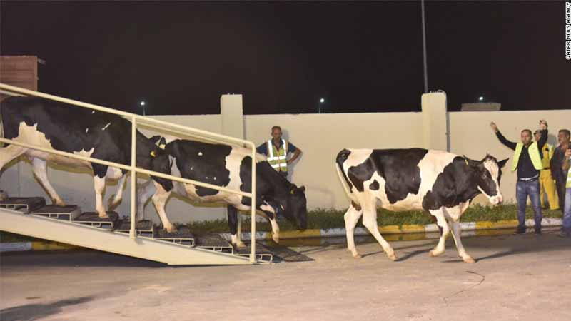 Qatar suffers milk shortage; imports cows