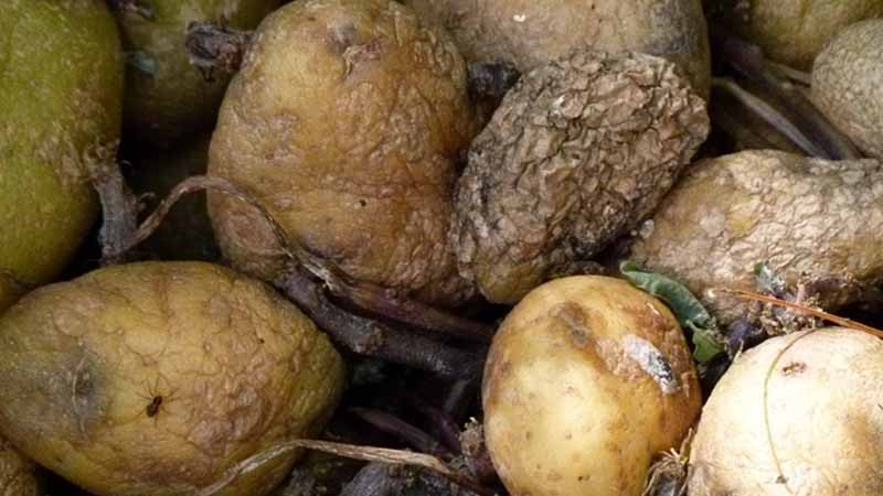 150 tons of rotting food seized from illegal markets in Dubai