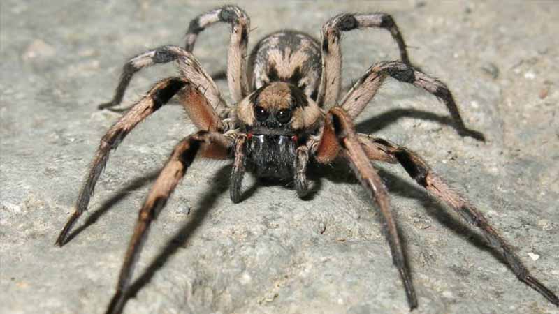 New spider species named after 'Harry Potter' arachnid