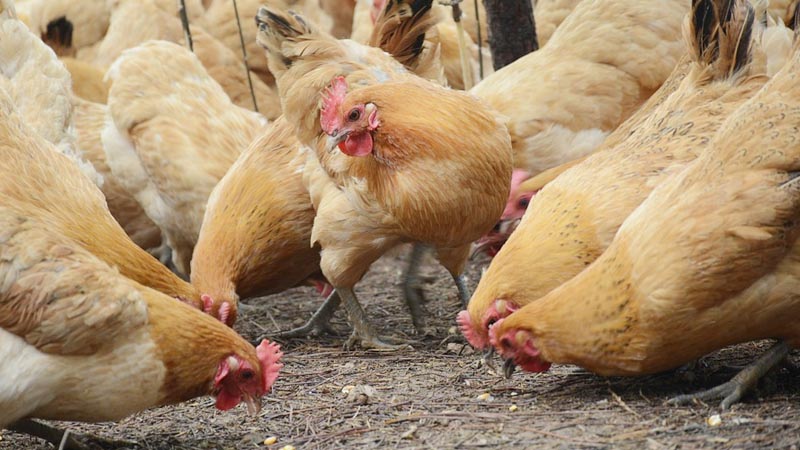 Why UAE banned eggs, chickens from Saudi Arabia
