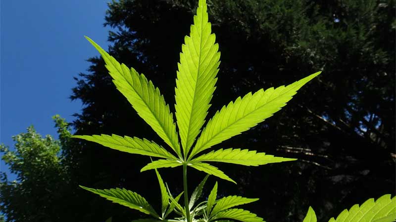 Philippine Congress panel okays medical marijuana bill