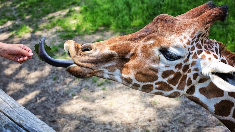 US millionaire donates $22 million to Germany zoo where she met husband