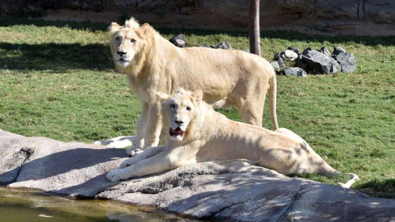 Free entry to Dubai Safari to end early