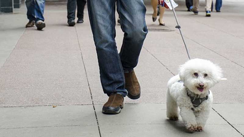 Clean up after pets or risk Dh200 fine in Dubai