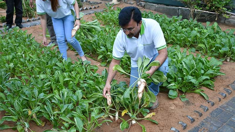 Urban farm thrives at hotel in Ajman