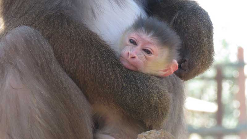 Help Emirates Park Zoo & Resort name newest resident