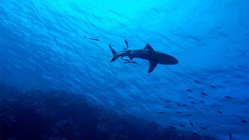 Shark fishing temporarily banned in UAE