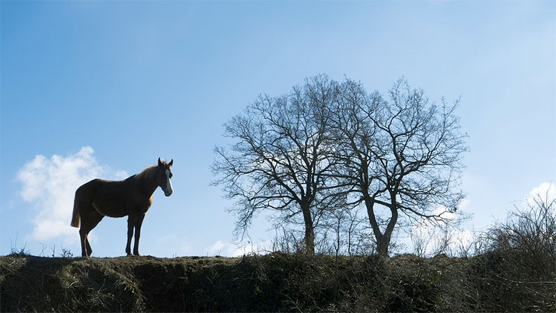 Indian man killed for owning horse