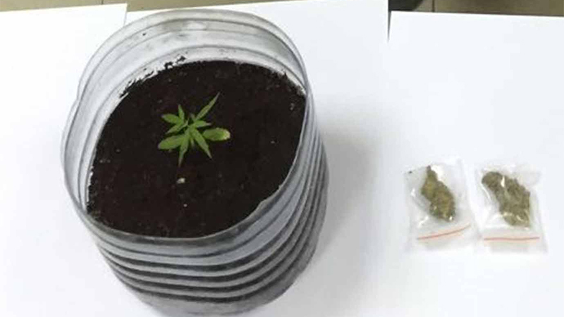 Man arrested for growing marijuana in Abu Dhabi home