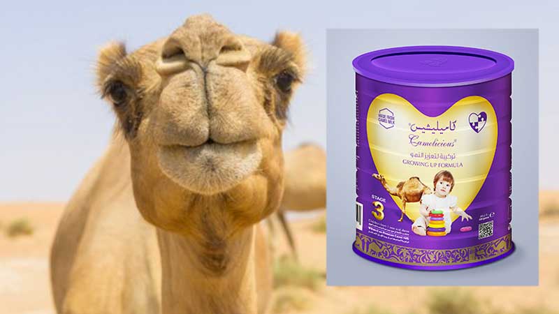 Soon, camel milk for babies in UAE