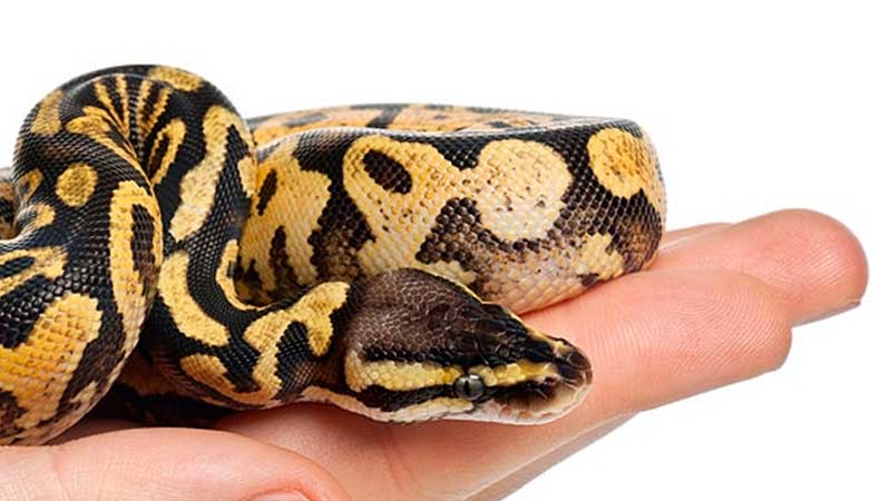 Man tries to bring python onto plane