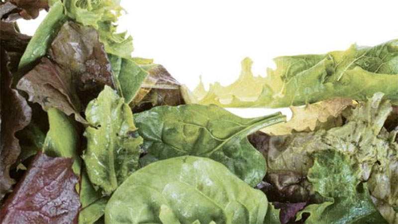 'Plastic' lettuce in UAE? Here's what Abu Dhabi authority says