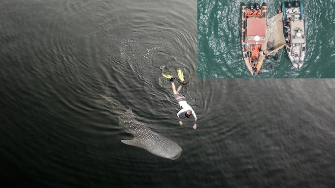 Whale shark lost in Dubai Creek rescued