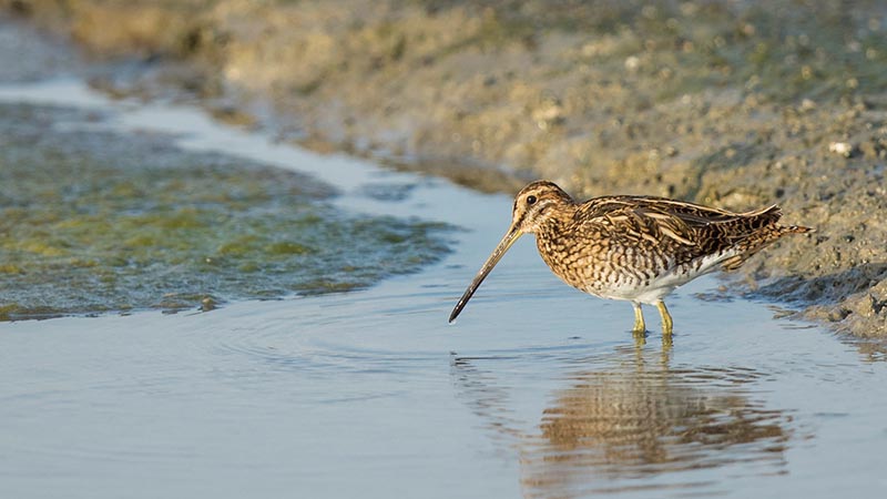 Jebel Ali wetland declared site of 'international importance'
