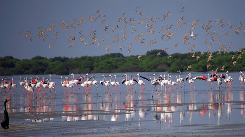 Ajman to go full-throttle on ecotourism promotion