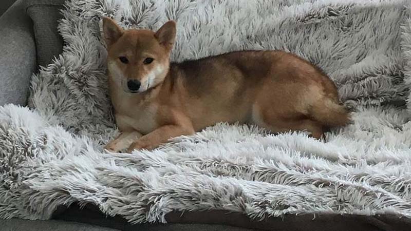 Dh10,000 reward to find missing dog in Dubai