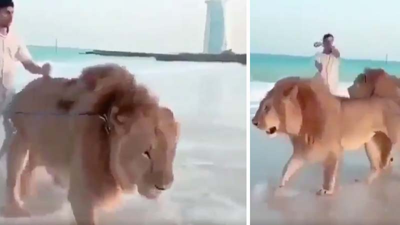 Video: Lions roam Dubai beach