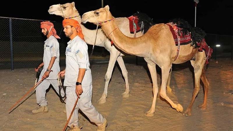 New Abu Dhabi desert patrol runs on four legs