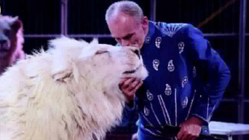 Dubai circus told to stop using lions at Last Exit following backlash