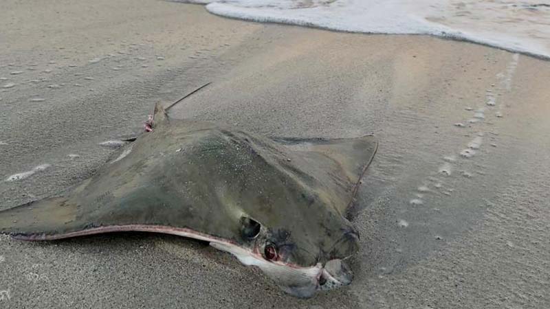 Dead stingrays wash up on Dubai beach