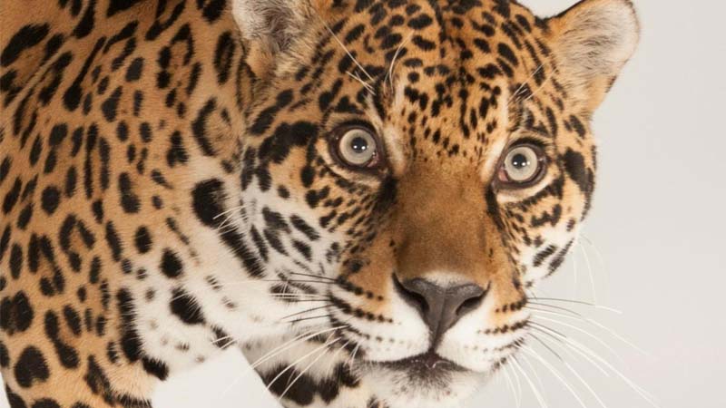 Jaguar attack in Al Ain: zookeepers making full recovery