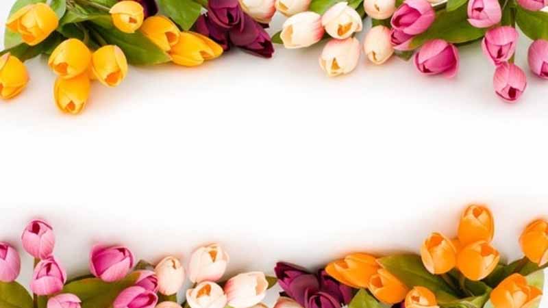 Say it with flowers: Secret language of tulips