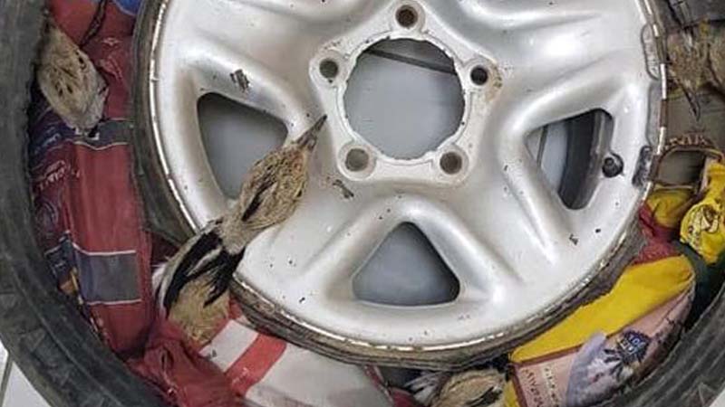 12 endangered birds smuggled into UAE in tyre