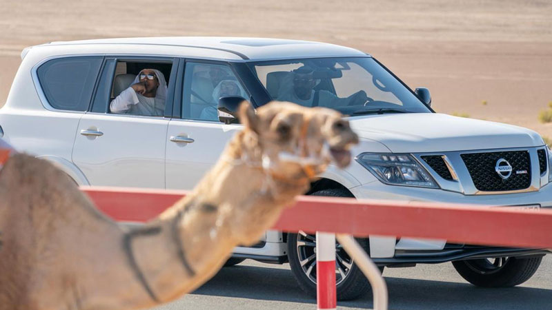 Sheikh Mohamed Bin Zayed spotted at camel race