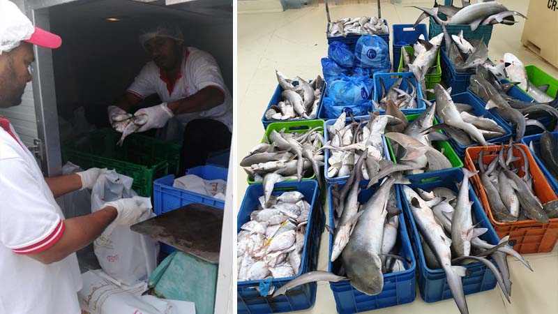 1.7 tons of fish, shark seized in Dubai Waterfront Market