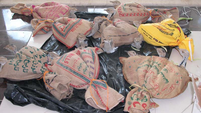 UAE Customs rescues 11 endangered birds