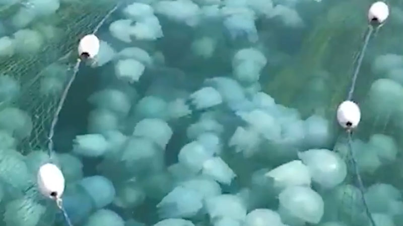 Swarms of jellyfish infest Ras Al Khaimah beaches