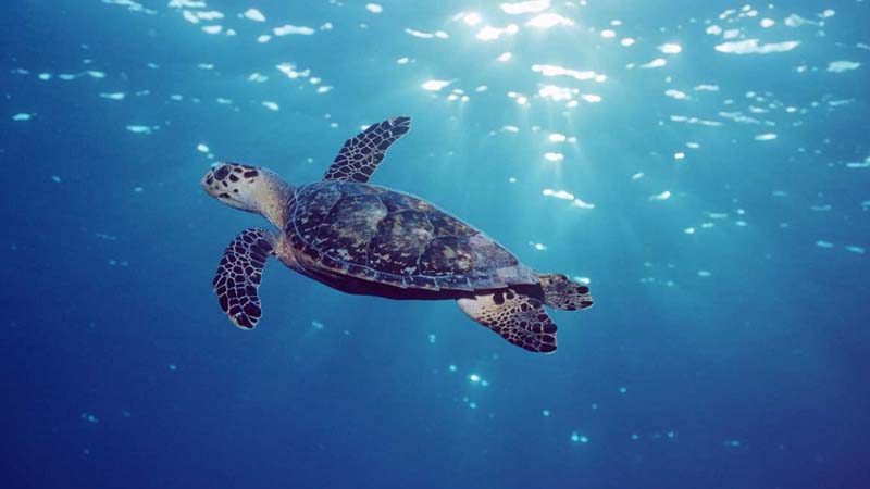 UAE unveils plan to protect marine turtles