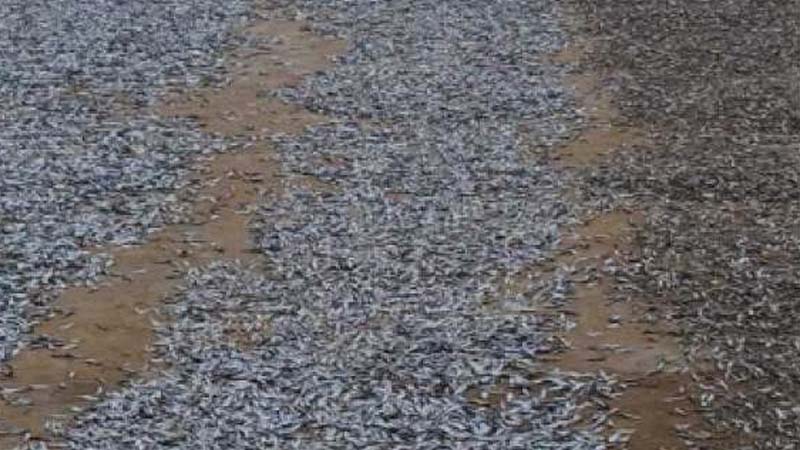 Something fishy in Ras Al Khaimah air