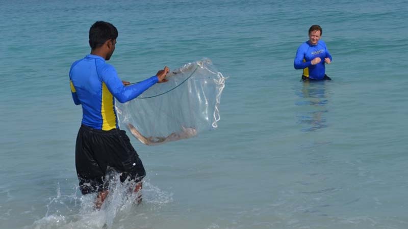 15 baby sharks released in Dubai ocean